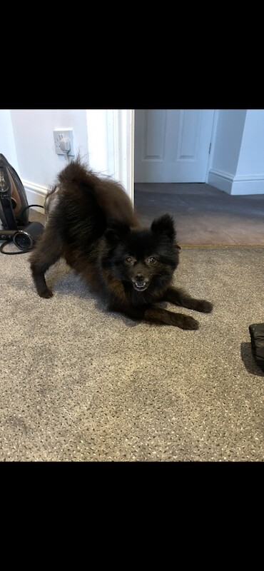Beautiful Black Pomeranian - Image 2 of 3