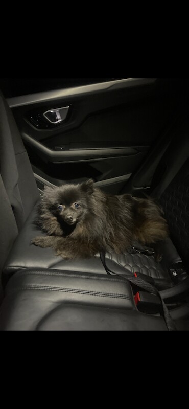 Beautiful Black Pomeranian - Image 3 of 3