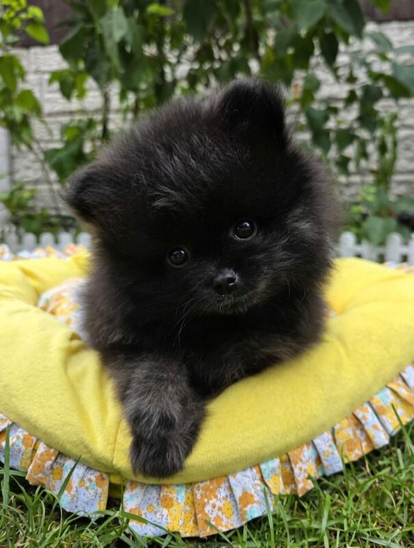 Beautiful Black Pomeranian Boys Looking for Loving Homes - Image 7 of 7