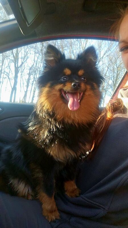 Pomeranian stud dog for stud in Newcastle upon Tyne, Tyne and Wear – 1 year old