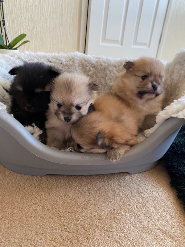 Beautiful colored Pomeranians for sale in Cb244rb