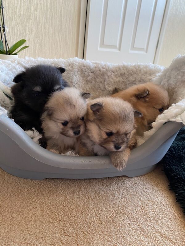 Beautiful colored Pomeranians for sale in Cb244rb | Image 2