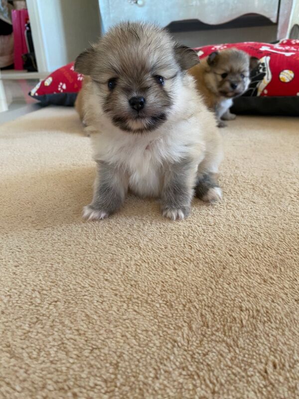 Beautiful colored Pomeranians for sale in Cb244rb | Image 3