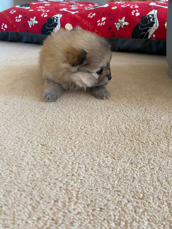 Beautiful colored Pomeranians for sale in Cb244rb | Image 4
