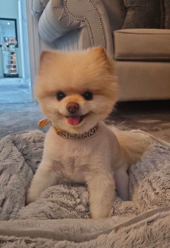 Pomeranian Puppies For Sale