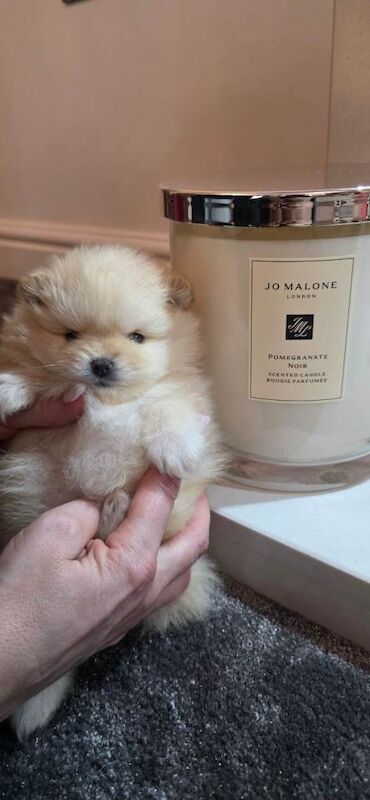 Beautiful Cream Pomeranian Puppy - Image 2 of 3