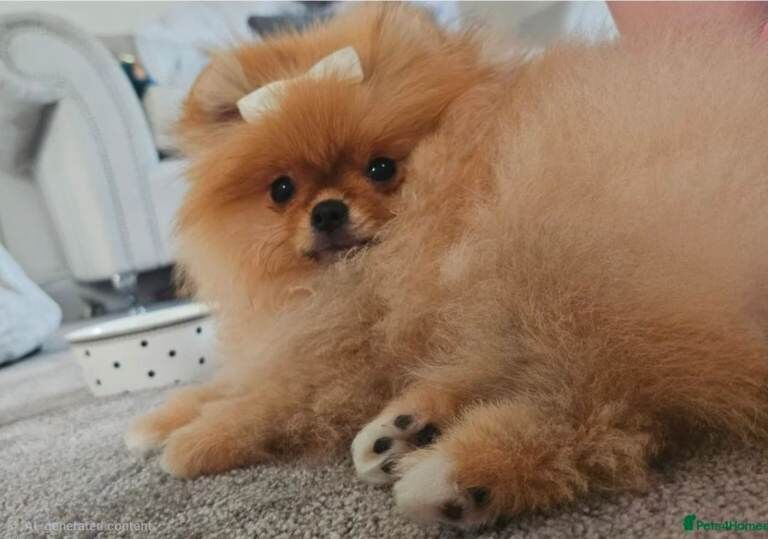 Beautiful Cream Pomeranian Puppy - Image 3 of 3