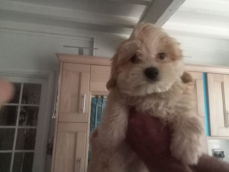 Pomeranian puppies for sale in Newcastle Emlyn / Castell Newydd Emlyn, Dyfed – 10 weeks old
