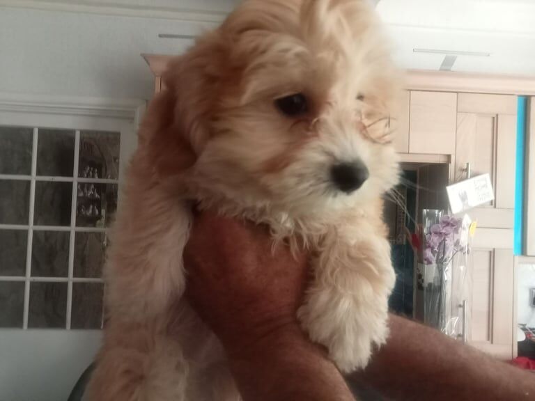 Pomeranian puppies for sale in Newcastle Emlyn / Castell Newydd Emlyn, Dyfed – 10 weeks old - Image 2 of 3