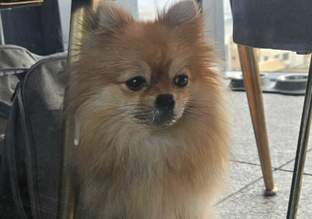 Pomeranian puppies for sale in Tower Hamlets, Kent – 1 year old - Image 1 of 3