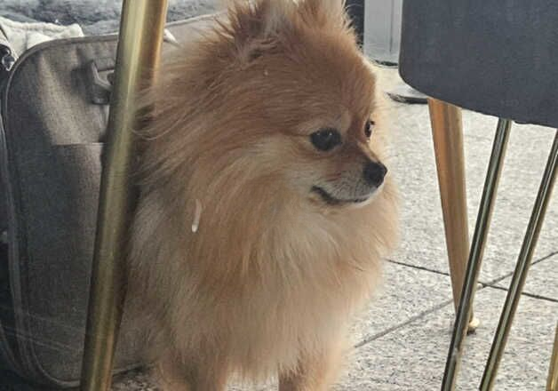Pomeranian puppies for sale in Tower Hamlets, Kent – 1 year old - Image 2 of 3