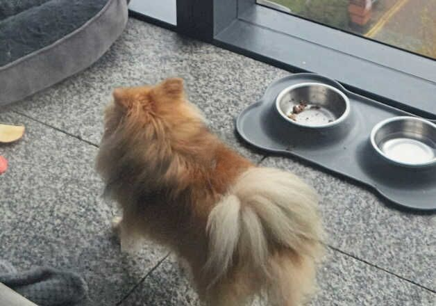 Pomeranian puppies for sale in Tower Hamlets, Kent – 1 year old - Image 3 of 3