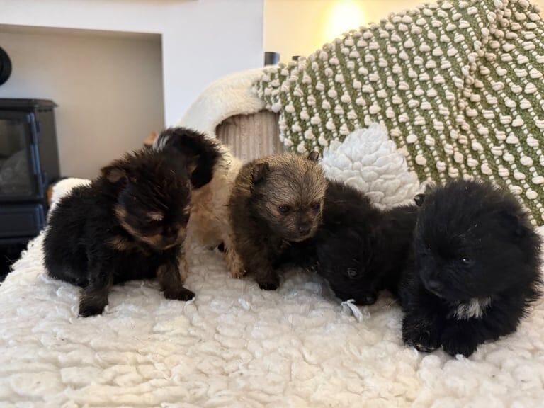 Pomeranian puppies for sale in Hailsham, East Sussex – 6 weeks old
