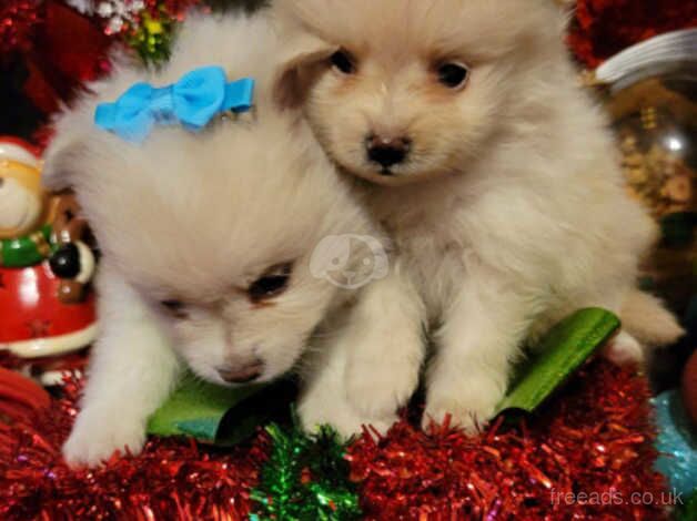 Pomeranian puppies for sale in Hertford, Hertfordshire – KC registered, 11 months old - Image 1 of 5