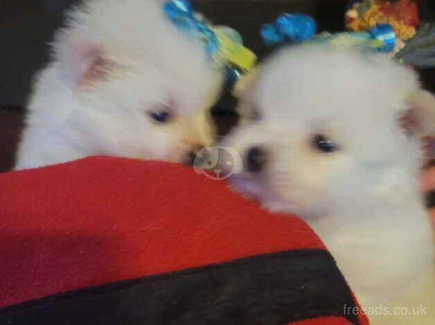 Pomeranian puppies for sale in Hertford, Hertfordshire – KC registered, 11 months old - Image 2 of 5