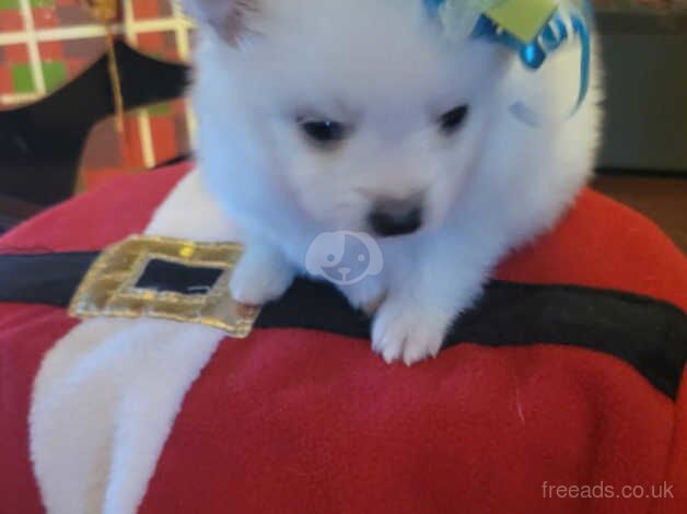 Pomeranian puppies for sale in Hertford, Hertfordshire – KC registered, 11 months old - Image 3 of 5