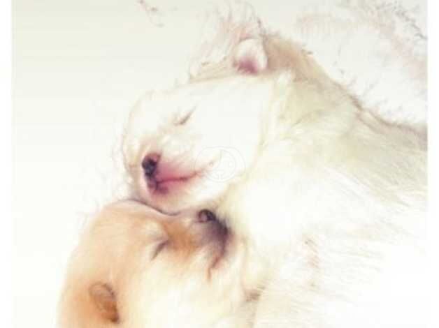 Pomeranian puppies for sale in Hertford, Hertfordshire – KC registered, 11 months old - Image 4 of 5
