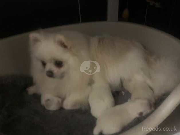 Pomeranian puppies for sale in Hertford, Hertfordshire – KC registered, 11 months old - Image 5 of 5