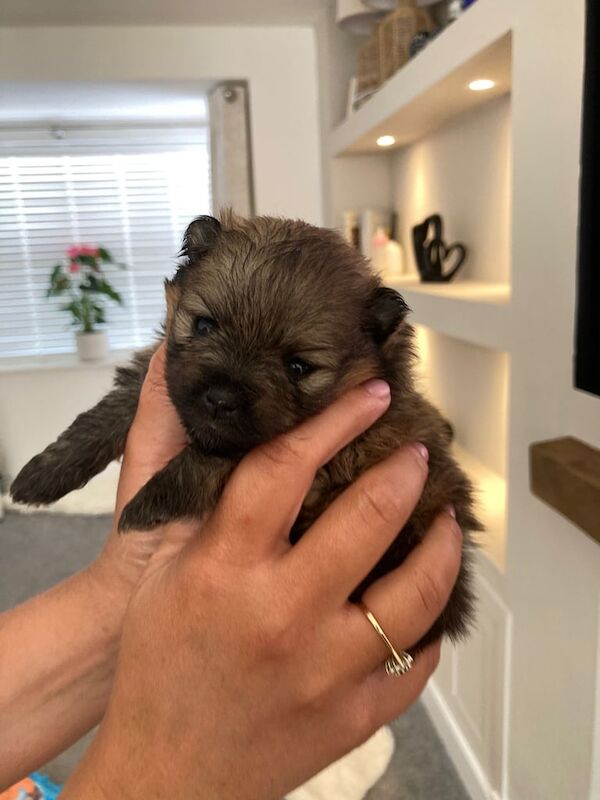 Beautiful fluffy Pomeranian puppies for sale in Hailsham, East Sussex