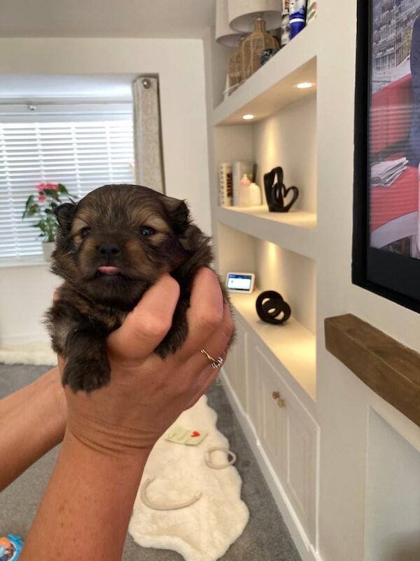 Beautiful fluffy Pomeranian puppies for sale in Hailsham, East Sussex | Image 2