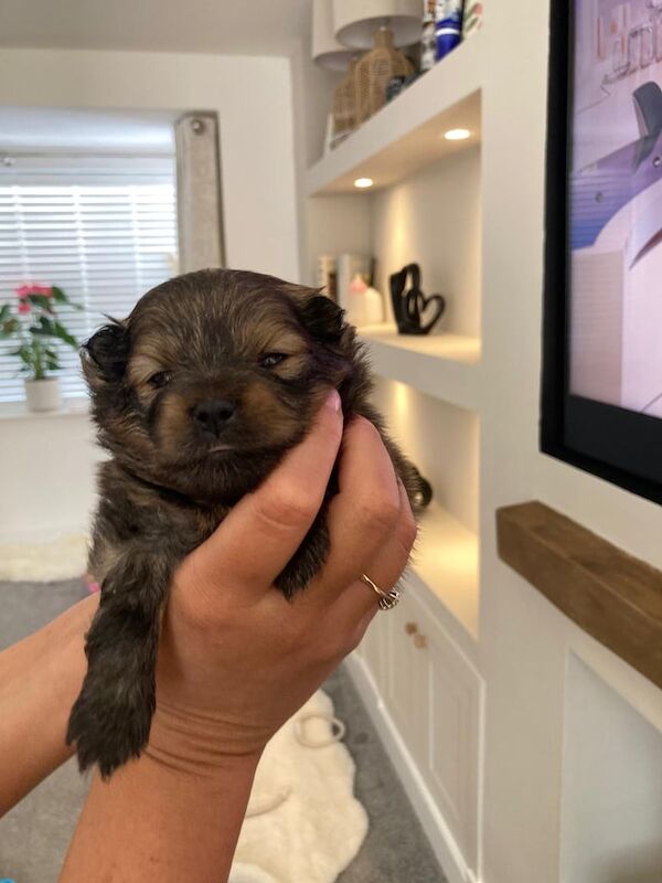 Beautiful fluffy Pomeranian puppies for sale in Hailsham, East Sussex | Image 3