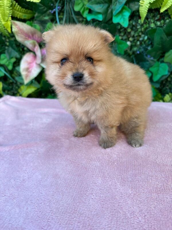 Beautiful fluffy Pomeranians for sale in Herne Bay, Kent