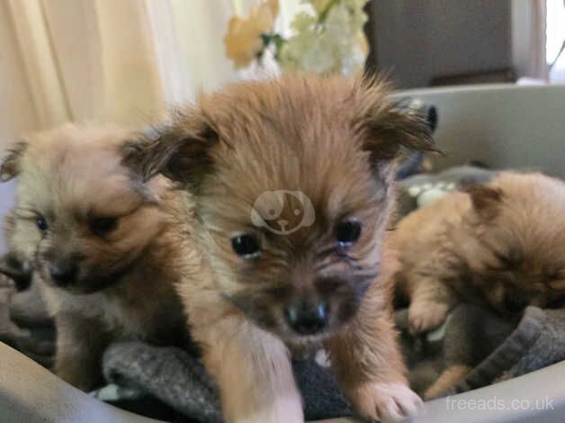 Beautiful & Fluffy Pure Bloodline Pomeranian Puppies for sale in Gravesend, Hertfordshire - Image 1