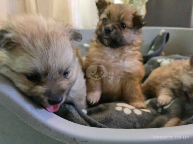 Beautiful & Fluffy Pure Bloodline Pomeranian Puppies for sale in Gravesend, Hertfordshire - Image 2