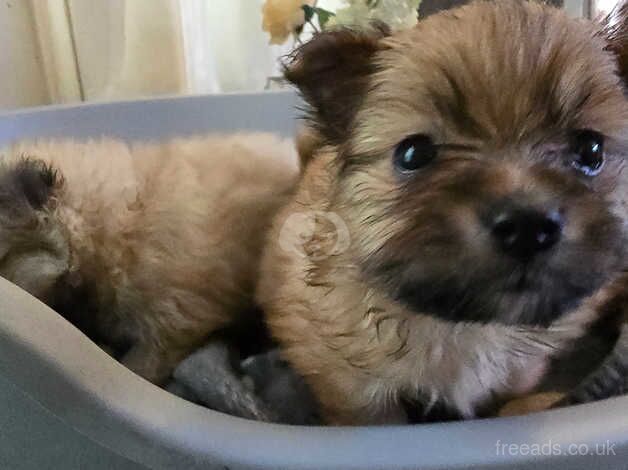 Beautiful & Fluffy Pure Bloodline Pomeranian Puppies for sale in Gravesend, Hertfordshire - Image 3