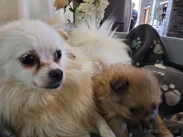 Beautiful & Fluffy Pure Bloodline Pomeranian Puppies for sale in Gravesend, Hertfordshire - Image 4