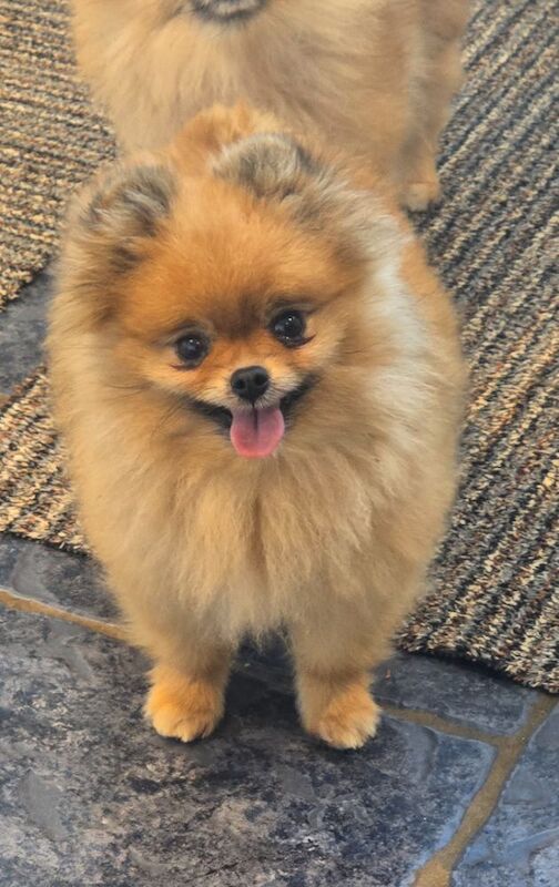 *Beautiful girl pomeranian*