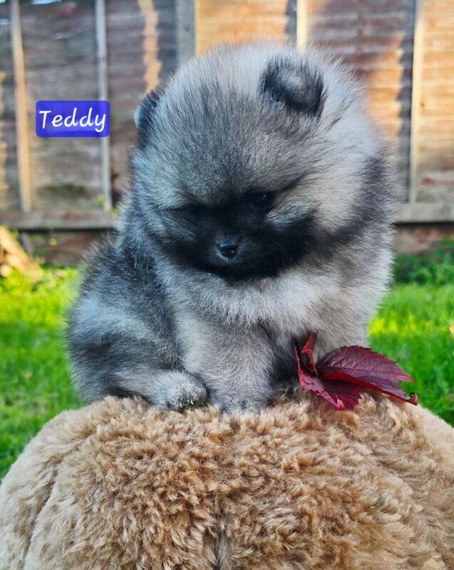 Pomeranian puppies for sale in Kingston upon Hull, East Riding of Yorkshire – KC registered, 7 weeks old