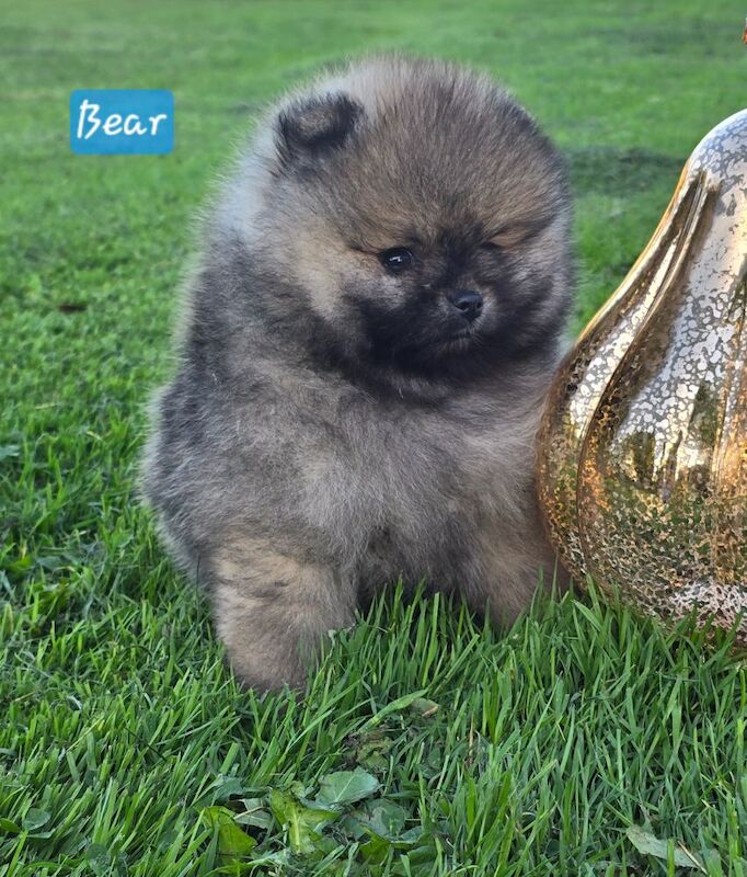Pomeranian puppies for sale in Kingston upon Hull, East Riding of Yorkshire – KC registered, 7 weeks old - Image 2 of 13