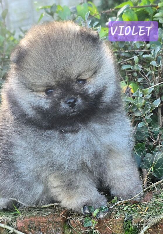 Pomeranian puppies for sale in Kingston upon Hull, East Riding of Yorkshire – KC registered, 7 weeks old - Image 3 of 13