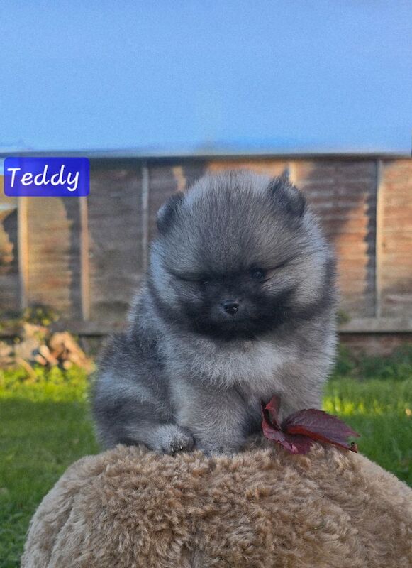 Pomeranian puppies for sale in Kingston upon Hull, East Riding of Yorkshire – KC registered, 7 weeks old - Image 4 of 13
