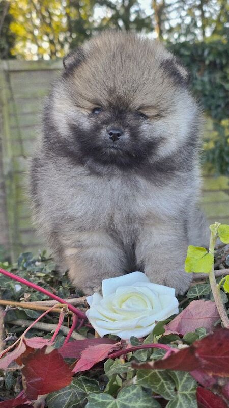Pomeranian puppies for sale in Kingston upon Hull, East Riding of Yorkshire – KC registered, 7 weeks old - Image 5 of 13