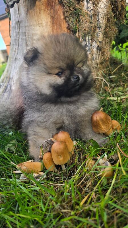Pomeranian puppies for sale in Kingston upon Hull, East Riding of Yorkshire – KC registered, 7 weeks old - Image 6 of 13