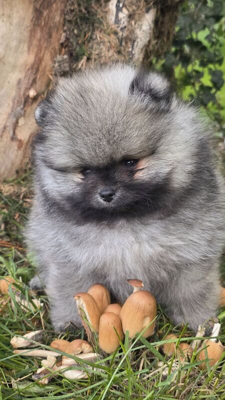 Pomeranian puppies for sale in Kingston upon Hull, East Riding of Yorkshire – KC registered, 7 weeks old - Image 8 of 13