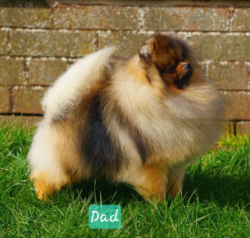 Pomeranian puppies for sale in Kingston upon Hull, East Riding of Yorkshire – KC registered, 7 weeks old - Image 9 of 13