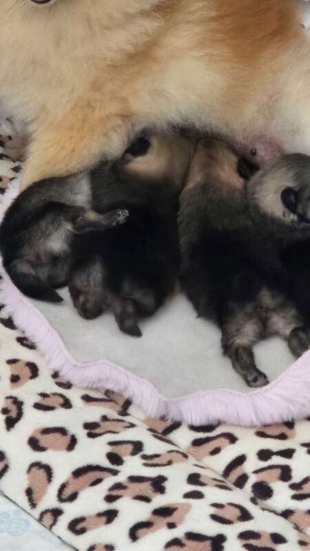 Pomeranian puppies for sale in Kingston upon Hull, East Riding of Yorkshire – KC registered, 7 weeks old - Image 10 of 13