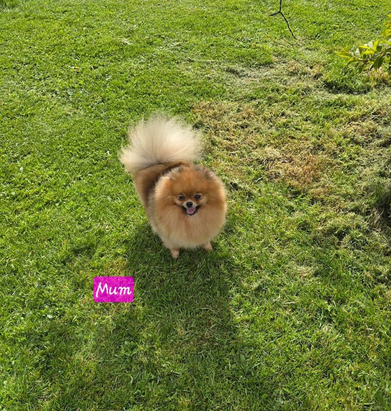 Pomeranian puppies for sale in Kingston upon Hull, East Riding of Yorkshire – KC registered, 7 weeks old - Image 11 of 13
