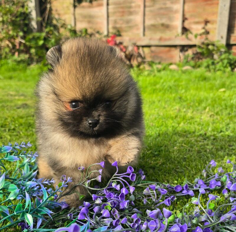 Pomeranian puppies for sale in Kingston upon Hull, East Riding of Yorkshire – KC registered, 7 weeks old - Image 12 of 13