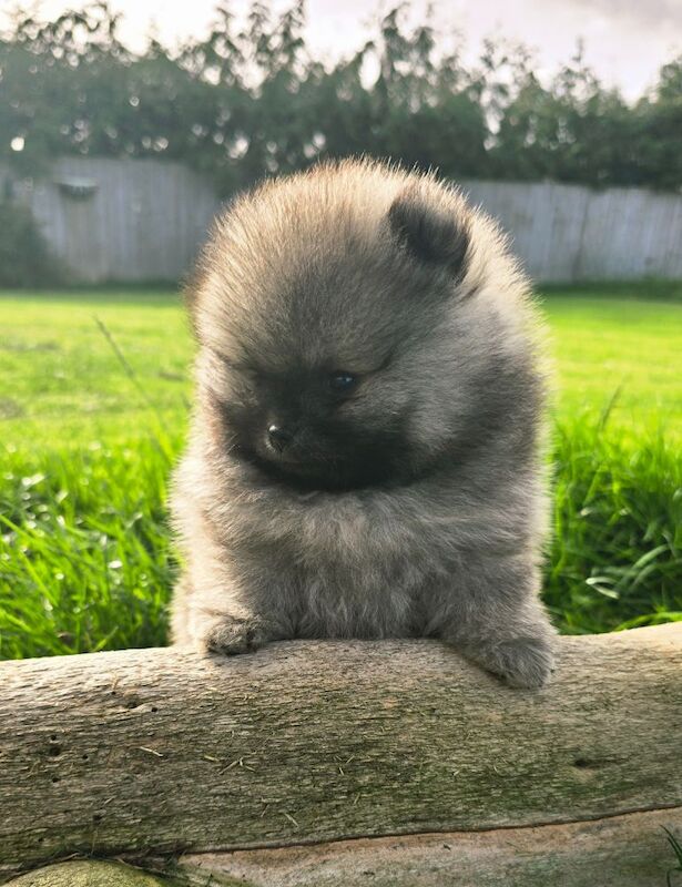 Pomeranian puppies for sale in Kingston upon Hull, East Riding of Yorkshire – KC registered, 7 weeks old - Image 13 of 13