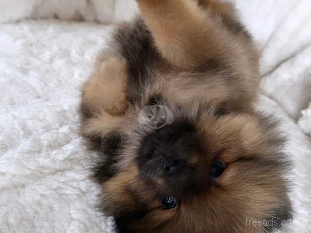 Pomeranian puppies for sale in Birmingham, West Midlands – KC registered, 1 year old - Image 2 of 5