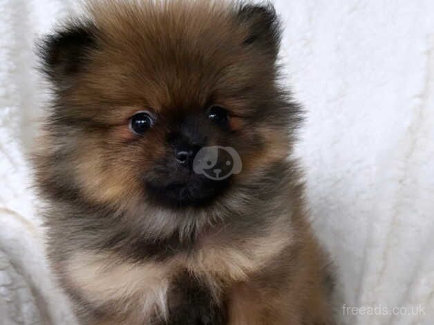 Pomeranian puppies for sale in Birmingham, West Midlands – KC registered, 1 year old - Image 3 of 5