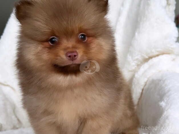 Pomeranian puppies for sale in Birmingham, West Midlands – KC registered, 1 year old - Image 4 of 5