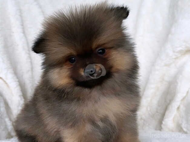 Pomeranian puppies for sale in Birmingham, West Midlands – KC registered, 1 year old - Image 5 of 5