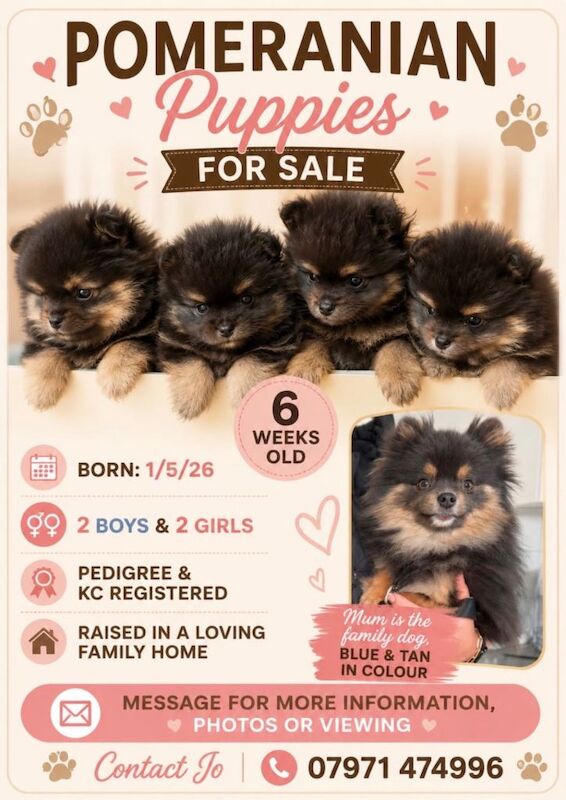Beautiful KC registered Pomeranian puppies