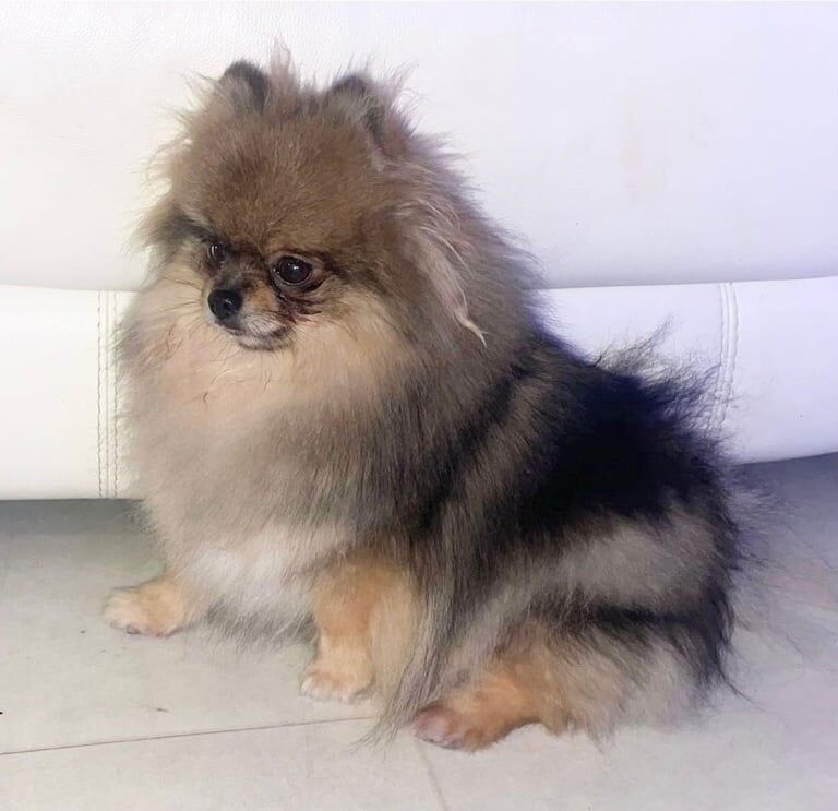 Beautiful KC Young Adult Pomeranian for sale in Hove, East Sussex