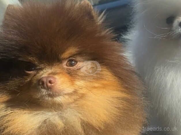 Pomeranian puppies for sale in Birmingham, West Midlands – KC registered, 1 year old - Image 3 of 5